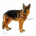 Nutnuez Freedom Harness, Red - Large NU3545606